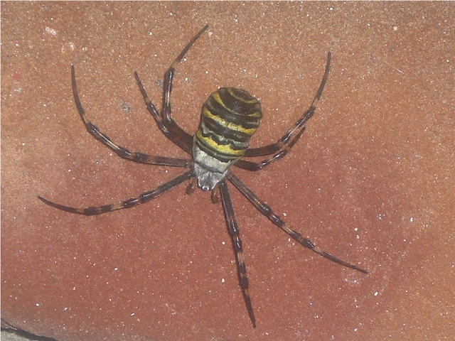 321111kspinne0091av4.jpg
