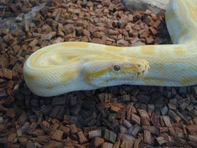 635078Tigeralbino.jpg
