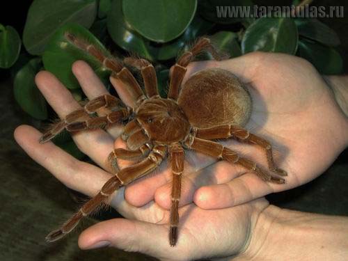682399Theraphosa_blondi_3_foto.jpg